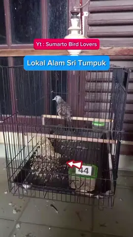 Perkutut Lokal Katuranggan Sri Tumpuk #perkutut  #perkututlokal  #perkututlokalalam  #perkututkaturanggan  #perkututsritumpuk 