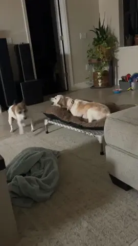 This dog has had enough of his brother.🤣🤣#dog#funny#funnyanimals#funnypets#animals     