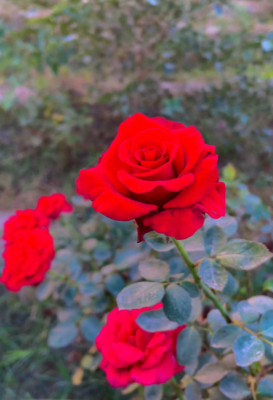 #میرا_سونا_پینڈ_کوٹ_موتا_سنگھ_ضلع_قصور🌅🌾 #foryoupage❤️❤️ #pindawaly #growmyaccount #dontunderreviewmyvideo 