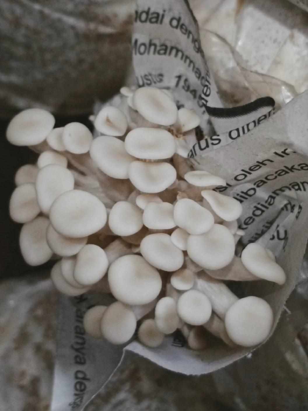 Menemani PinHead dari sejak lahir itu adalah sebuah seni. #pinheadjamur #kumbungjamurtiramkotabatu #jamurtiramkotabatu #jamurtiramputih #budidayajamurtiram 