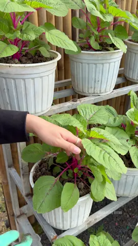 Rau dền hồng trồng chậu ngắm nghía mỏi mắt luôn bà con ơi 