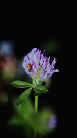 Layang layang versi cover #baguswirata #layanglayang #lagubali #musikbali #CapCut 