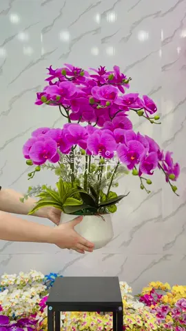 Chậu lan hồ điệp 9 cành xinh quá ạ 🌺 #hoalua #decor #hoatrangtri #noithat #hoatrangtritet