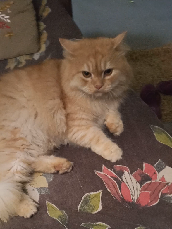 sheru ka mood khrab hai 😹  #mrsheru02 #funnycat #cutecat #catvideo #fyp 