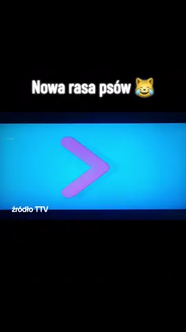 Masz psa którego nie karmisz nie chodzisz z nim do weterynarza . Tylko go wyprowadzasz . Same korzyści #dlaciebie #milegodnia #psy #pies #fyp 