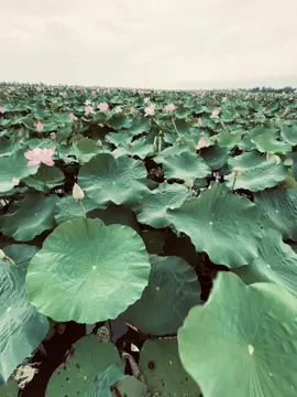 镜子里的花，一辈子都摘不完，水中的花，轻轻一碰，很快就散了! Những bông hoa trong gương, cả đời đều hái không hết, những bông hoa trong nước, nhẹ nhàng chạm vào, rất nhanh sẽ tan biến!