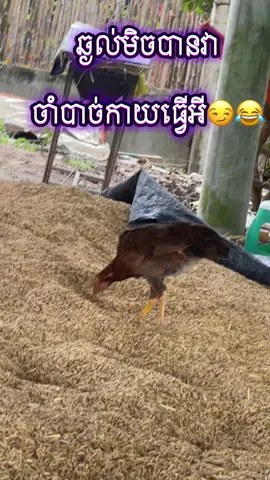 ???#ស្វាយរៀងផ្ទះខ្ញុំ🥰 ##កូនអ្នកស្រែ🌾 #tiktok #ខ្លែង #phnomphen 