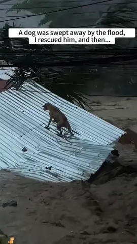A dog was swept away by the flood,I rescued him, and then...❤️#dog #rescuedog #animalrescue #Love #usa #fyp 