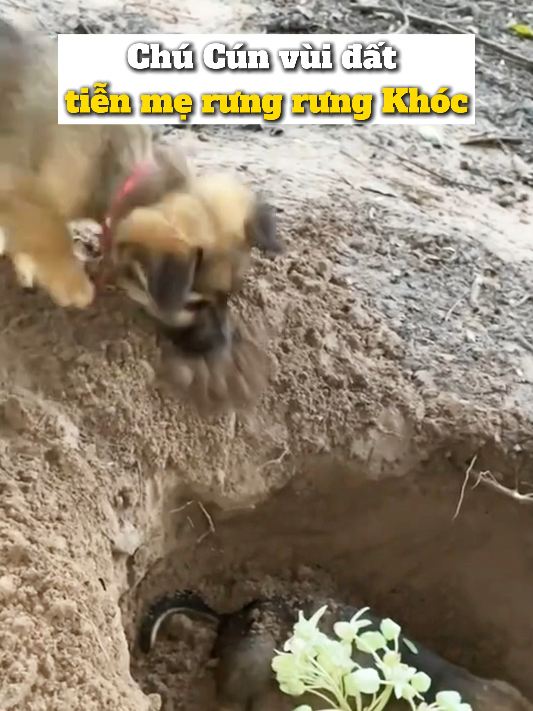 Cún Con xúc động Vùi Đất tiễn Mẹ lần cuối #diemtinnew24h #tiktoknews #yeuthuong #hanhphuc #cuocsong