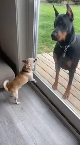 Chihuahua IQ 🧠 😂 #dog #funnydog #funny #fyp #chihuahua 