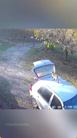 Cat:Just a little surprise for Mom!😽😼😅 #cat #catsoftiktok #catlover #funny #funnyvideos #foryou #fypage #fypツ #funnycat #funnytiktok #cats 