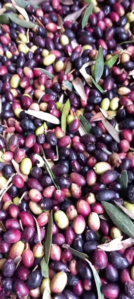 #فلاحة🖤🌿 #فلاح #ترند #pyyyyyyyyyyyyyyyyyyyyyyyyyyyyy #زيتون 