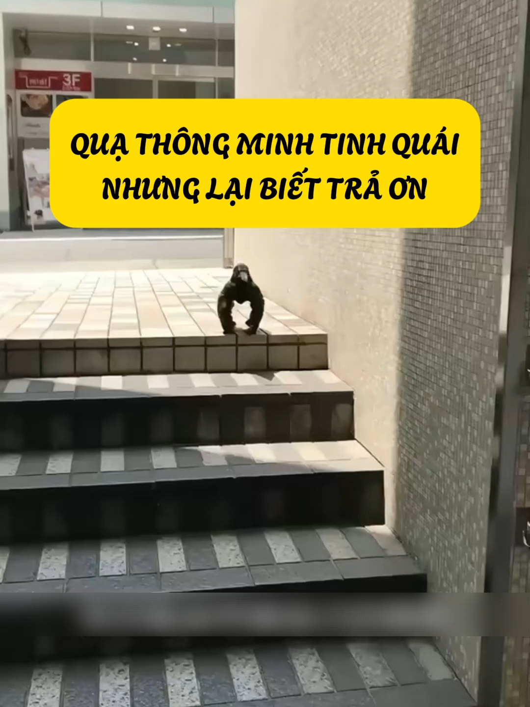 Quạ Thông Minh, Tinh Quái Lại Cực Kỳ Biết Ơn #kienthuc #cothebanchuabiet #hoikhocotoi #khampha #thegioidongvat