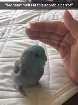 This parrot just wants to be close to you 🦜#parrot #parrotsoftiktok #birdsoftiktok #funny #fyp #birdlover #parrotlover 