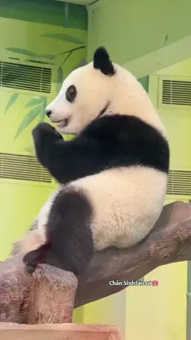 Nay em Heo lớn quá rồi. Quại làm gì mà Heo ngồi sầu đời quá vậy 🤣🤣🤣 #meizhu #heomuoi #mengmeng #manhmanh #funny 