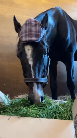 生牧草美味しいね〜🌿 たくさんの方に送っていただき、感謝です。 #ワンダーアキュート  #アキュート画伯 #Yogiboヴェルサイユリゾートファーム 