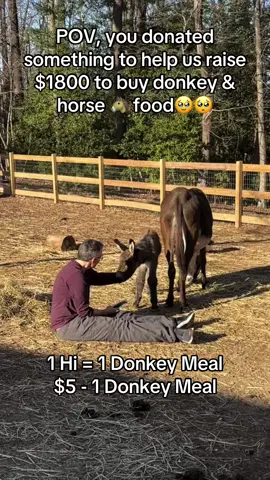 #usa_tiktok🇺🇸 #donkeys #horsesanctuary #savedfromslaughter #usa_tiktok 