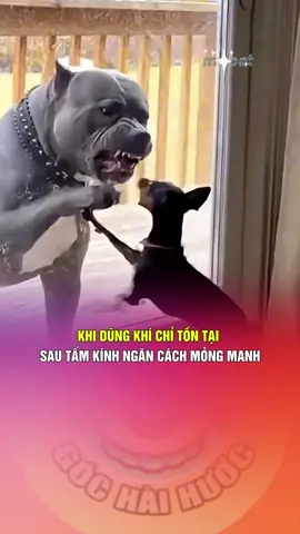 KHI DŨNG KHÍ CHỈ TỒN TẠI SAU TẤM KÍNH NGĂN CÁCH MỎNG MANH #giaitri #haihuoc #vuinhon #videohaihuoc #viralvideos