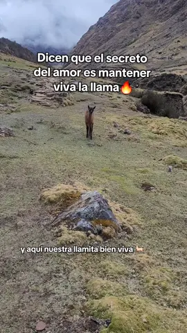 #paratiiiiiiiiiiiiiiiiiiiiiiiiiiiiiii #llama #animal #culture #cusco 