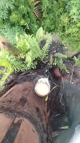 penyadap aren#fypシ゚viral #pegikut 