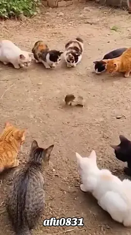 #粉丝一千万 #cat #cute #funny #fyp 