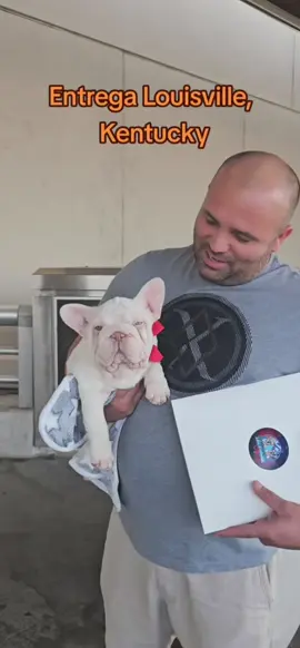 #frenchbulldog #frenchi #frenchie #frenchiesoftiktok #dog 