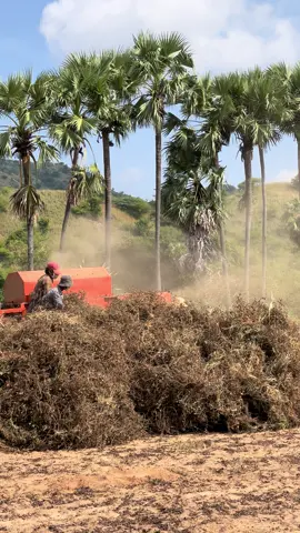တောင်ယာ မြေပဲဖော်အချိန်ခါဝယ် 🍃 #အညာမြေ #အညာ #အညာပုံပြင် #village #myanmartiktok🇲🇲🇲🇲 