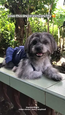 Love this dress so pretty 🥰✨🐶 #shihtzu #dogsofttiktok #dogdress #dogoutfit #petdress 