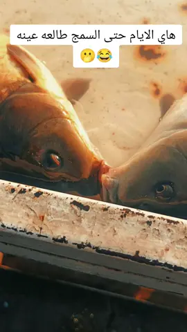 #الشعب_الصيني_ماله_حل😂😂 #الولايات_المتحده_ألدليميه🦅🖤 #رايتنا_الله_واكبر #حماده_واحد_عراق🔥🖤 #سمج 