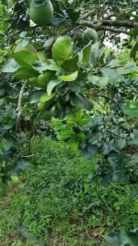 Bến Lức #62longan 🍀🍀Chúc cả nhà nghe tân cổ thư giãn buổi bình an ạ 🌹🌹🌹