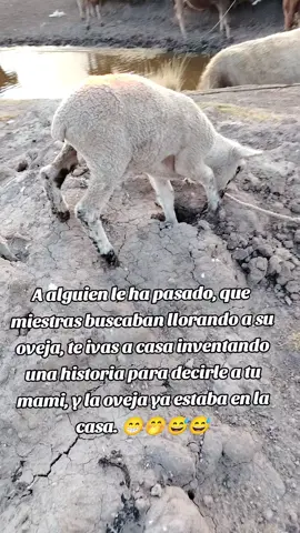 O solo ami? Peor cuando era chita #videoviral #campo #paratii 