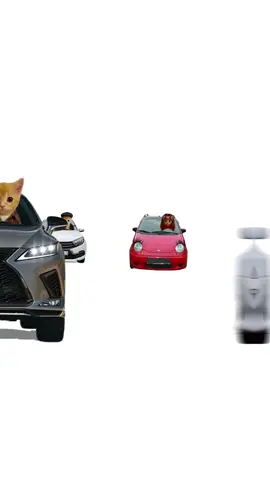 Volvo YCC! Кисы объясняют 😻 #volvo 