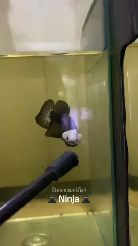 Nin nin 🥷 📷 Black samurai mask ☑️ ✅✅✅ 👣 tags 👣 #kampffisch #베타 #ikancupang #bettafish #bettafarm 
