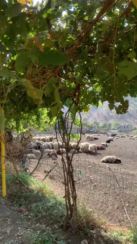 #ئەکتیڤ_سفڕە_یەک_تۆز_ئەکتیڤ_بن_دڵەکان😻💔 #ranyakam___hawler___slemani_karkwk_ #bnaryqandil #foryoupage 