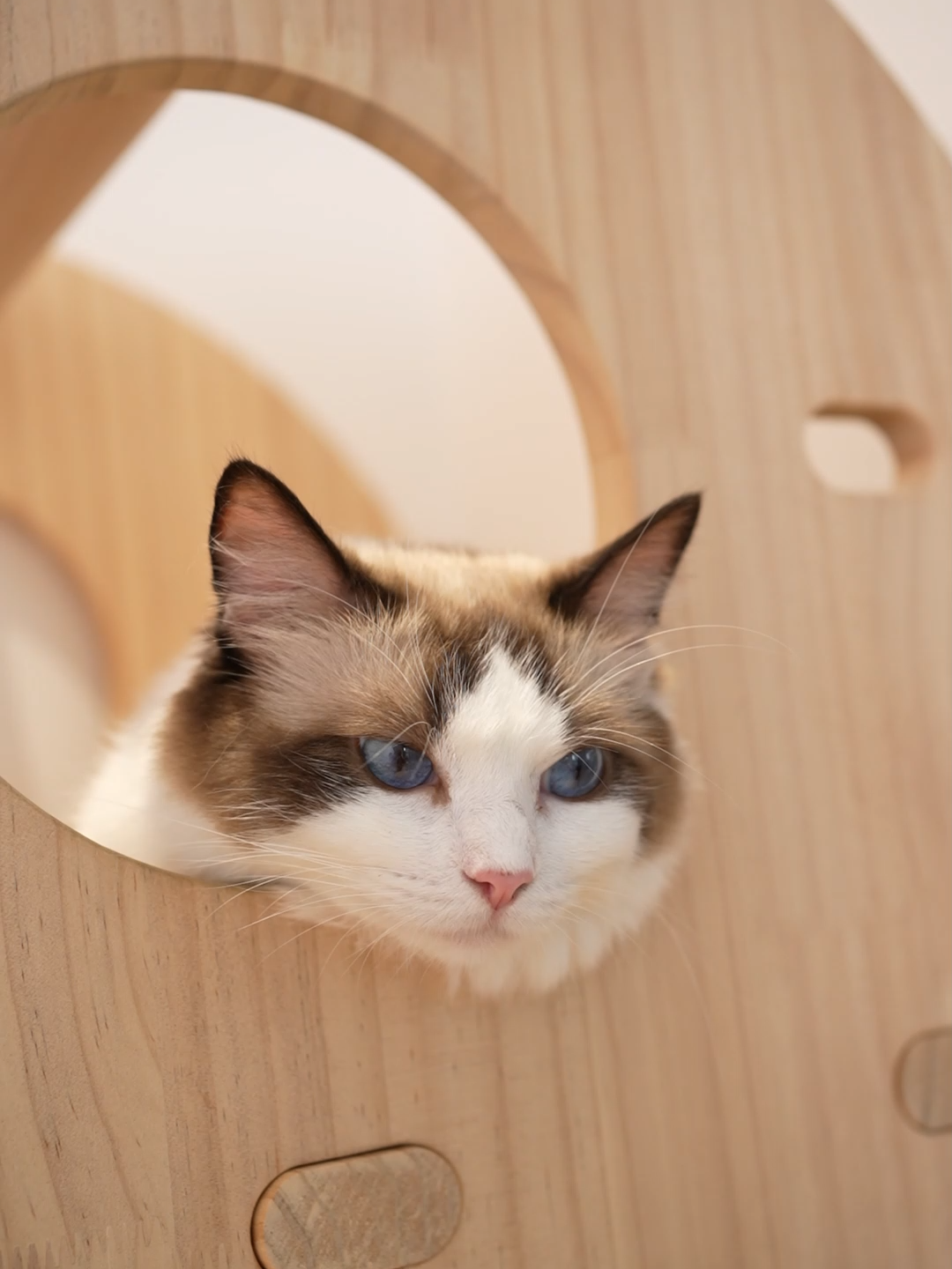 Winter is coming, and so is cuddle season with your fur babies! ❄️❤️ Giving them a gentle brush at home is a wonderful way to bond. Plus, it helps manage all that loose fur before it ends up all over your cozy blankets. #Neakasa #PetCare #WinterWithPets #CuddleSeason #DogGrooming #CatGrooming #PetBonding