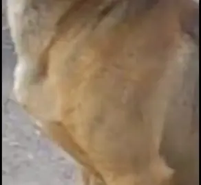 Caramelo🐕 #ednaldopereira #adm #admsupremo  #aura 