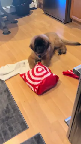 This boy gets into absolutely everything. He has bones, toys, goes for long walks but he would much rather cuddle up with one of my shoes or apparently some empty Target bags 😂 #puppies #leonberger  #hooptok #fyp 
