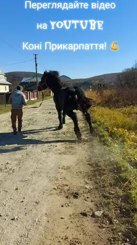 #жеребець Юра #Син Фараона #жеребцінапаровку #перевезенняконей #YouTube #коніприкарпаття #