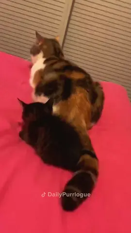 #cat #catsoftiktok #funnycats #catlover 