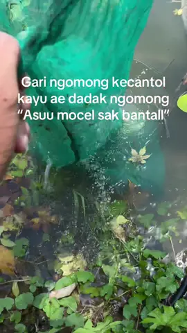 tag en kacamu seng kyok ngene cah #mancingnila #waduktanjungan #mancing #fyp 