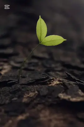 🥹 #دنیا  #fypシ゚ #virul #capcut #onthisday 