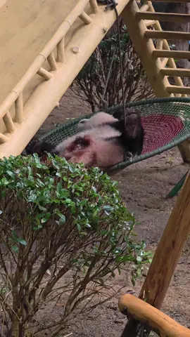 trùng trùng có skill mới mà khả khả ko lm đc#độngvật #gấutrúc #panda 