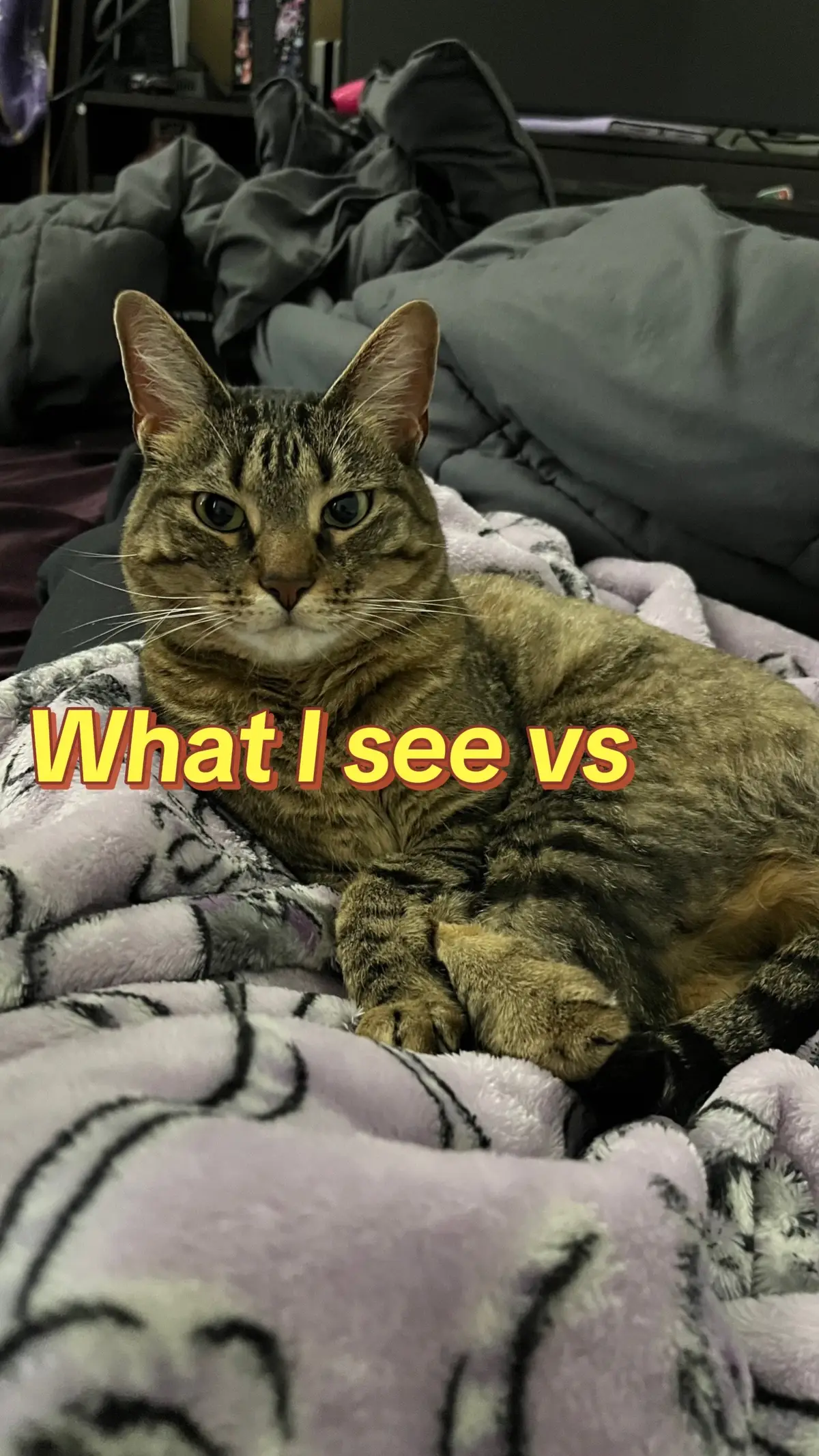 #cutecats #catsoftiktok #humor #hazelnoxvt #nosejob 