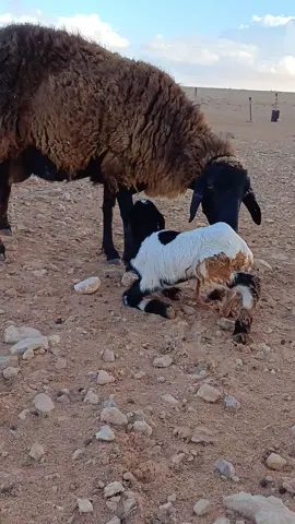 #ليبيا🇱🇾 #طرابلس_بنغازي_المرج_البيضاء_درنه_طبرق #بنغازي_طرابلس_ترهونه_رجمة_سرت_طبرق #النوفلية_بن_جواد_راس_لانوف #الشعب_الصيني_ماله_حل😂😂 