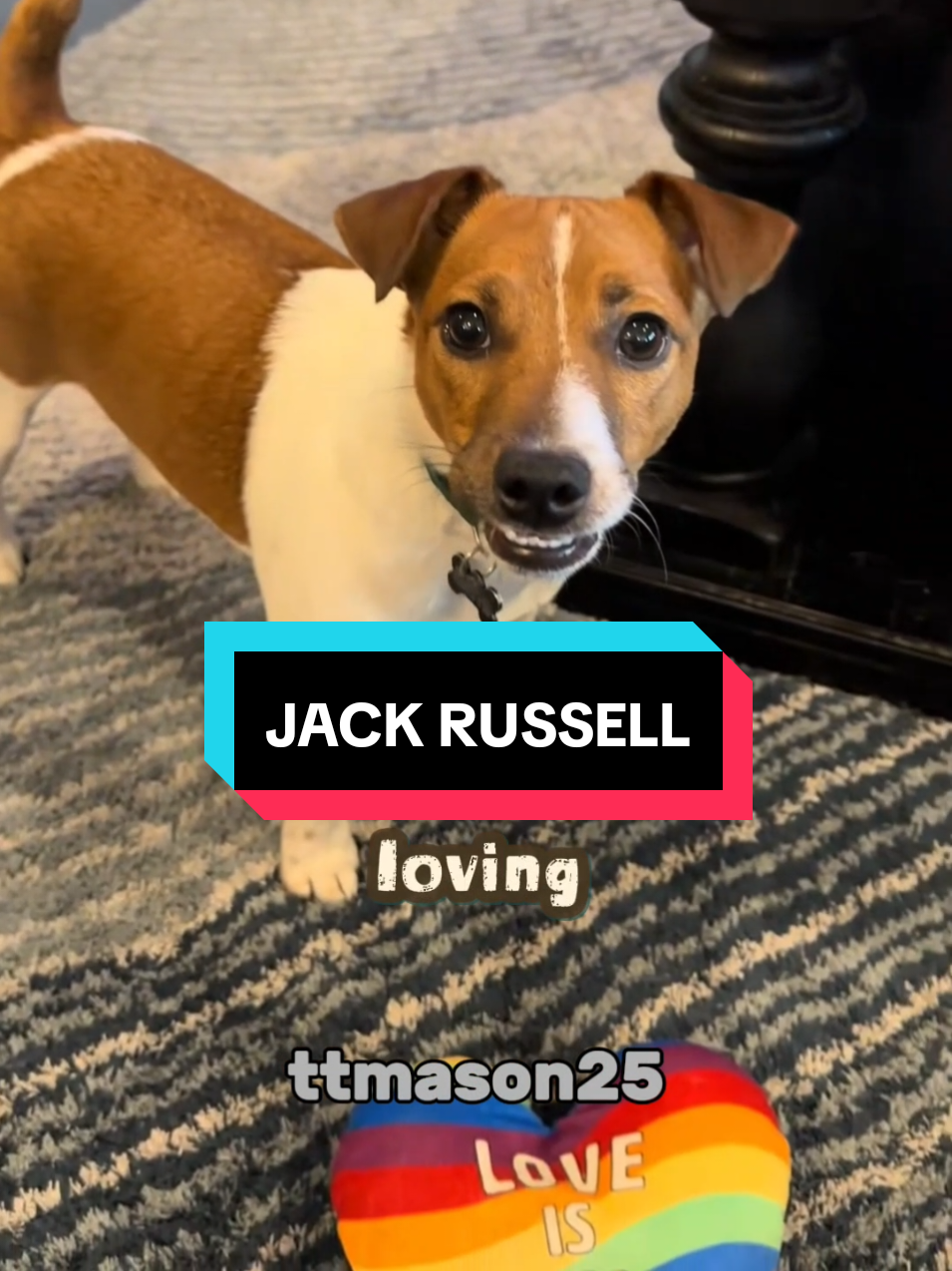 Let me introduce you to the tiny explosive comedian known as the Jack Russell Terrier #jackrussell #jackrussellterrier 