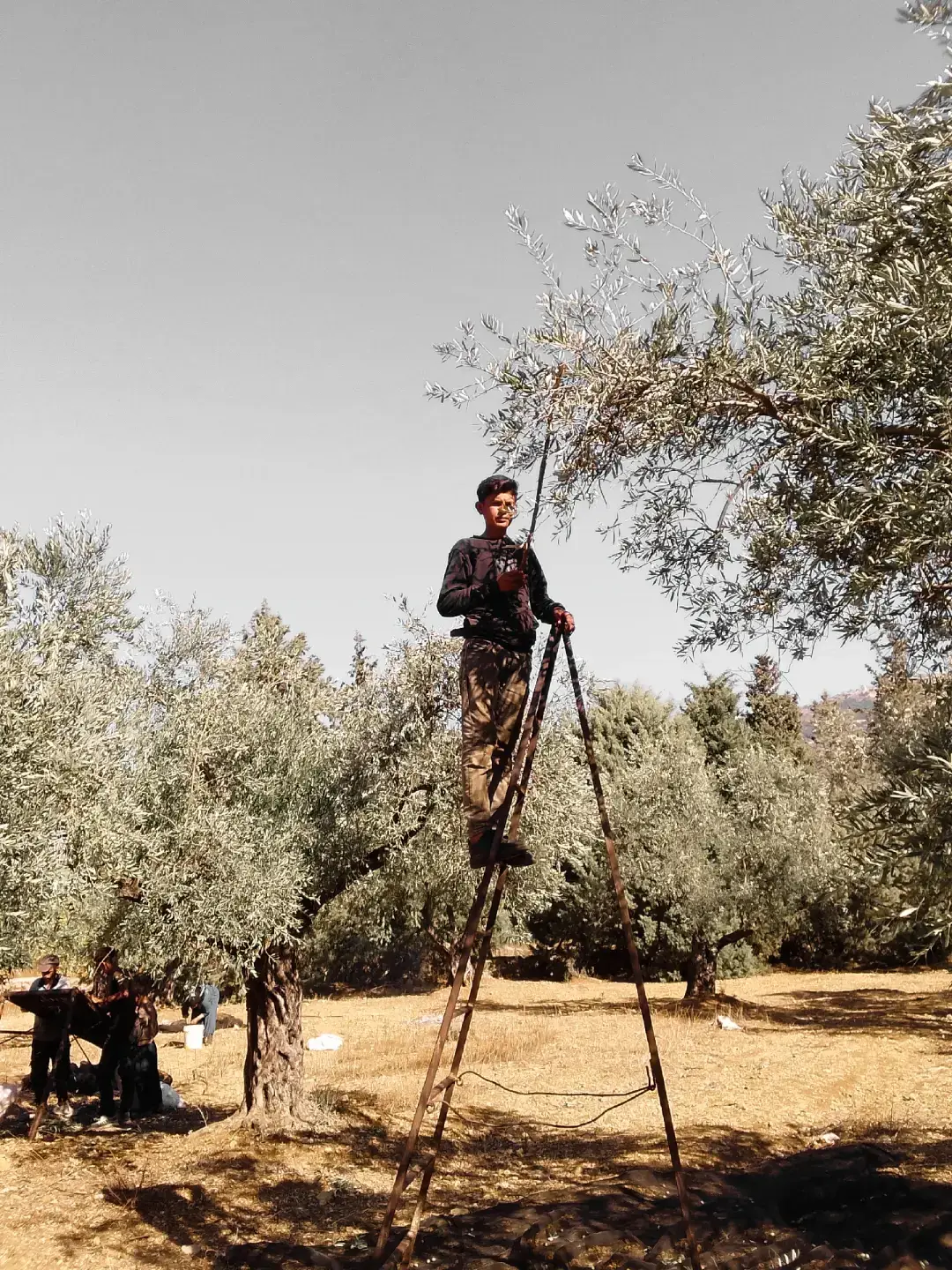 #ترند #سوريا_تركيا_العراق_السعودية_الكويت 