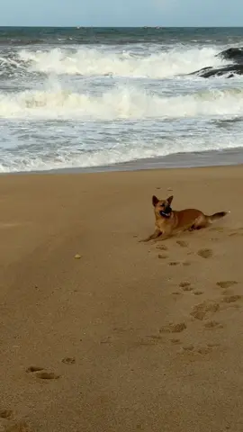 Sao mà đáng yêu 1 cách không thể tả  #dog #viral 