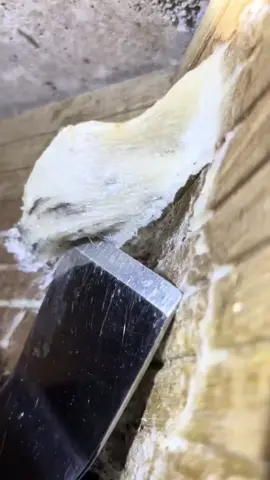 Inilah proses luar biasa di balik mahalnya sarang burung walet! Mulai dari saat burung walet membangun sarangnya dengan air liur alami, lalu dipanen dengan hati-hati di gedung penangkaran, hingga tahap akhir — pembersihan sarang satu per satu agar terlihat putih bersih dan siap dijual. Nggak heran kenapa hasil kerja burung kecil ini disebut emas putih dari langit! 🕊️✨ #fyp #viralvideo #Tech #faktaunik #technology 