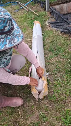 พลาสติกปูบ่อ 150 ไมครอนหนาทนไม่รั่วไม่ซึมใช้ได้นานเป็นปีๆ ของดีราคาคุ้มใช้แล้วไม่ผิดหวังแน่นอนค่ะ