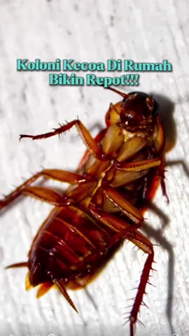 Membalas @❤️citra piliang❤️ Kecoa anti banget deh sama aroma dari spray ini 🫣#WiselieIndonesia #GajianSale #kecoa #basmikecoa #antikecoa 
